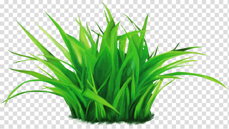grass green plant aquarium decor grass family, Herb, Terrestrial Plant, Wheatgrass, Chives, Flowering Plant transparent background PNG clipart