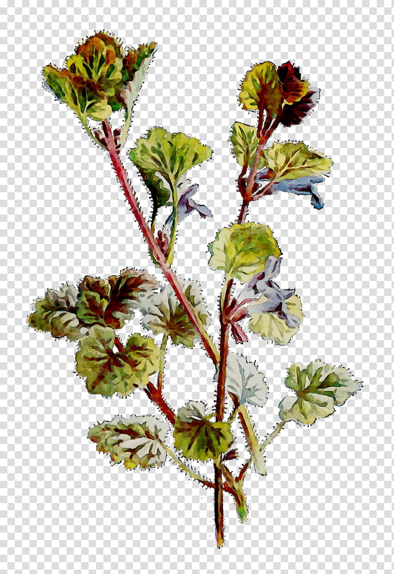 Twig, Flower, Plant Stem, Herb, Plants, Cinquefoil, Geranium transparent background PNG clipart