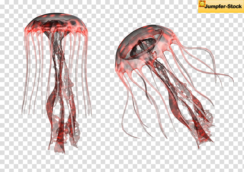 Giant Jellyfish , red and black jellyfish transparent background PNG clipart