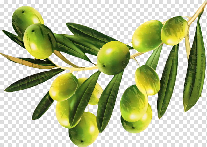 Family Tree, Mediterranean Cuisine, Olive Oil, Vegetable Oil, Cooking Oils, Food, Italian Cuisine, Sesame Oil transparent background PNG clipart