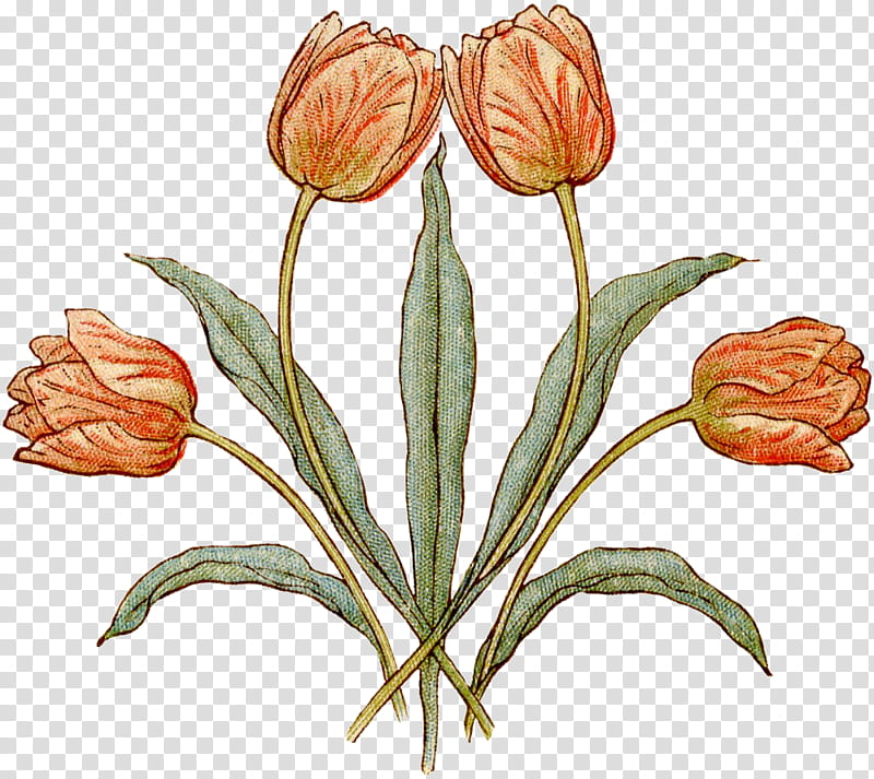 Drawing Of Family, Language Of Flowers, Tulip, Wood Engraving, Kate Greenaway, Edmund Evans, Plant, Lily Family transparent background PNG clipart