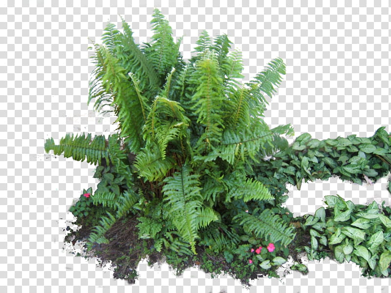 fern , Boston fern plant transparent background PNG clipart