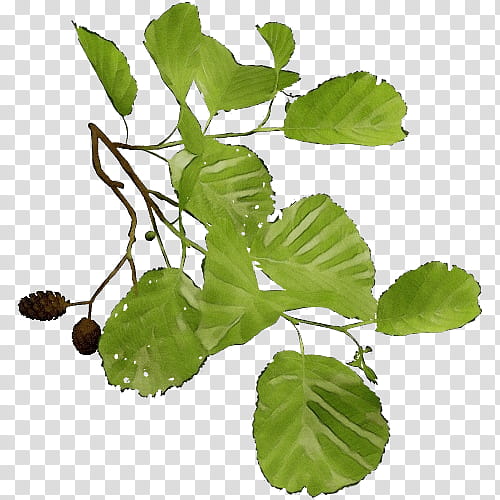 leaf plant flower tree flowering plant, Watercolor, Paint, Wet Ink, Centella Asiatica, Herb, Plant Stem, Food transparent background PNG clipart