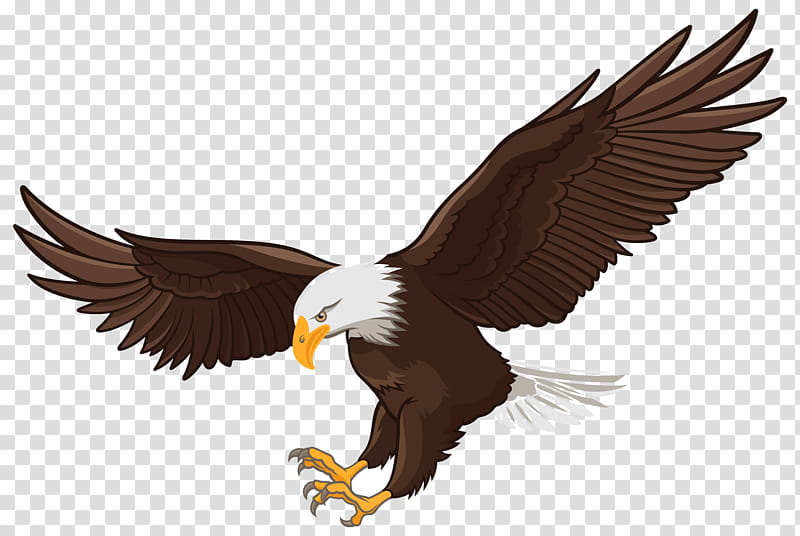 bird bald eagle bird of prey accipitridae eagle, Beak, Golden Eagle transparent background PNG clipart