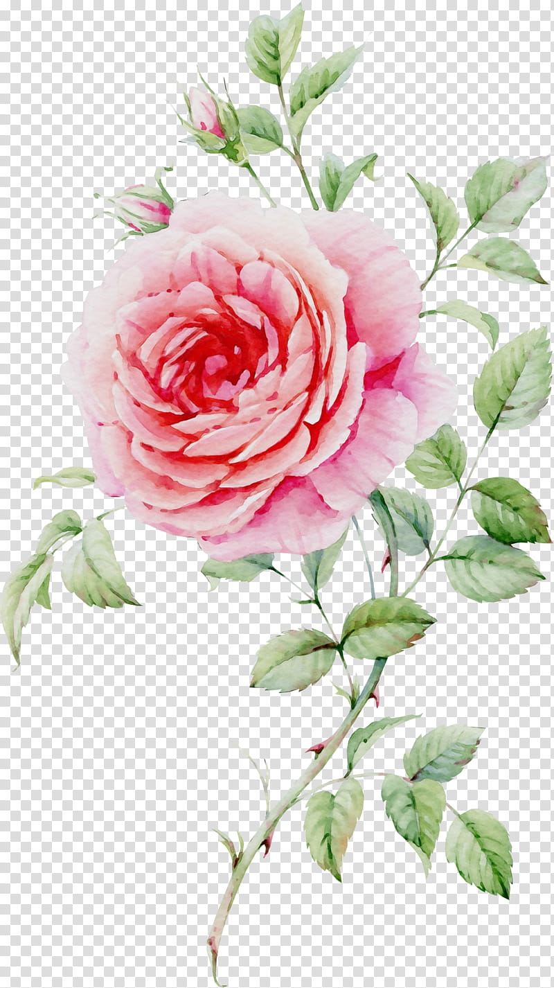 Blue Watercolor Flowers, Paint, Wet Ink, Still Life Pink Roses, Watercolor Painting, Garden Roses, Pink Flowers, Blue Rose transparent background PNG clipart