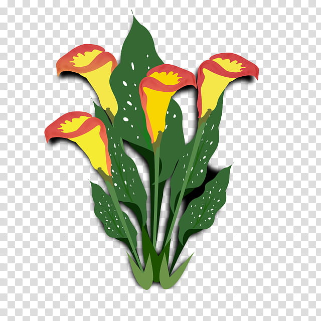 Lily Flower, Arumlily, Plants, Ornamental Plant, Arums, Arum Lilies, Bog Arum, Yellow transparent background PNG clipart