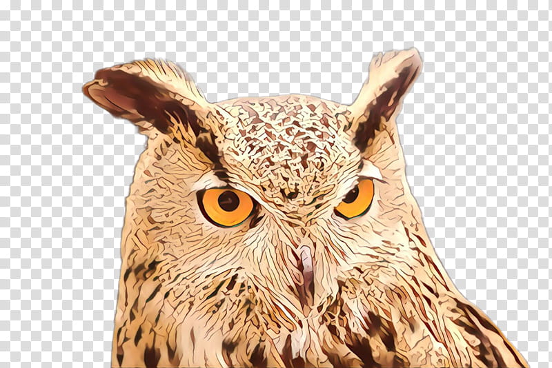 owl bird of prey bird eastern screech owl screech owl, Western Screech Owl, Great Horned Owl, Beak, Wildlife transparent background PNG clipart