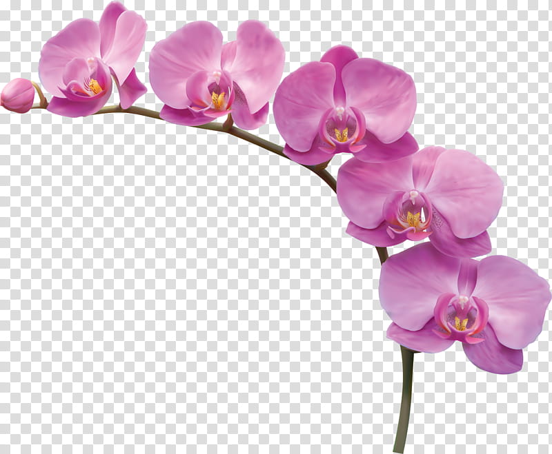 purple moth orchid illustraion transparent background PNG clipart