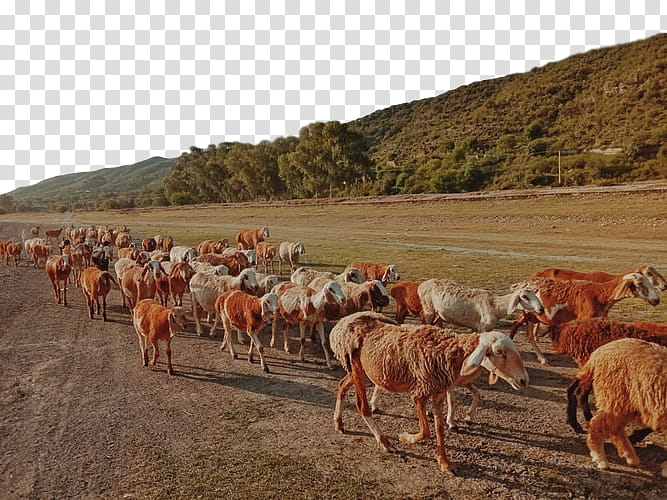 herd herding ecoregion pasture steppe, Landscape, Wildlife, Ranch, Live, Herder transparent background PNG clipart