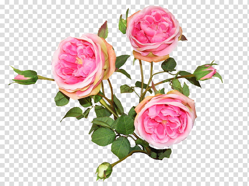 Pink Flower, Garden Roses, French Rose, Cabbage Rose, Floribunda, Flower Bouquet, Hybrid Tea Rose, Cut Flowers transparent background PNG clipart