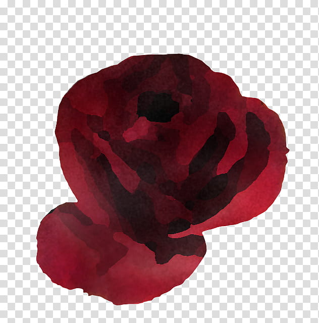 Rose, Red, Petal, Pink, Maroon, Flower, Plant, Poppy Family transparent background PNG clipart