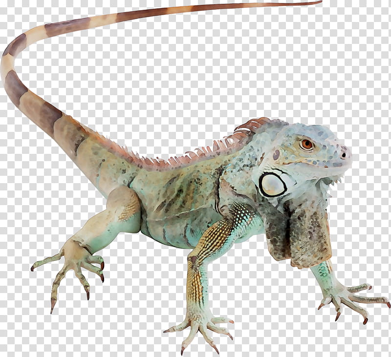 Dragon, Agamas, Common Iguanas, Animal, Agamid Lizards, Reptile, Iguania, Green Iguana transparent background PNG clipart