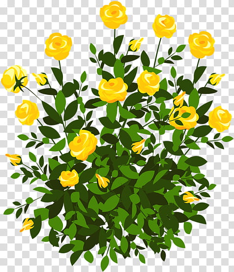 Rose Flower Drawing, Shrub, Flower Garden, Lycianthes Rantonnetii, Yellow, Plant, English Marigold, Tagetes transparent background PNG clipart