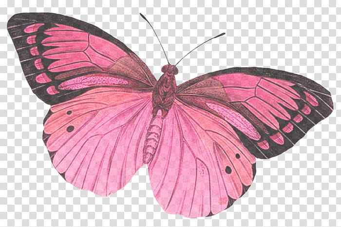 moths and butterflies butterfly insect pink pollinator, Brushfooted Butterfly, Wing, Pieridae, Lycaenid transparent background PNG clipart
