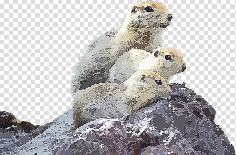 adaptation snout marmot wildlife prairie dog, Groundhog Day, Happy Groundhog Day, Spring
, Watercolor, Paint, Wet Ink, Rock transparent background PNG clipart