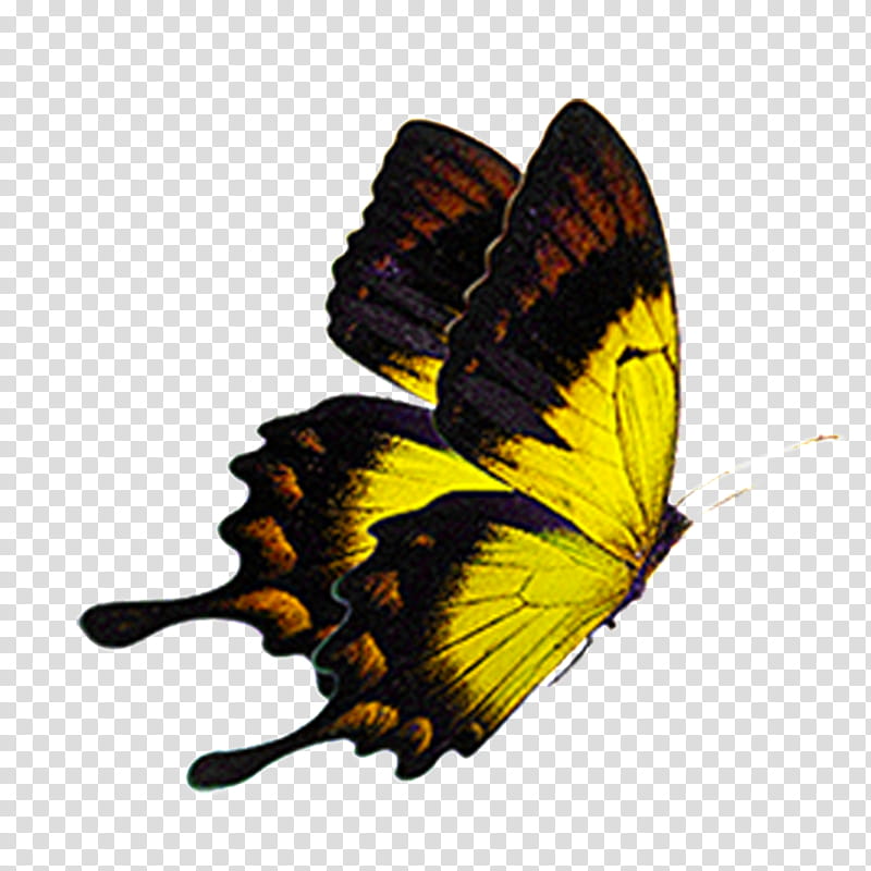 Monarch Butterfly Drawing, Animation, Cartoon, Color, Yellow, Painting, Blue, Moths And Butterflies transparent background PNG clipart