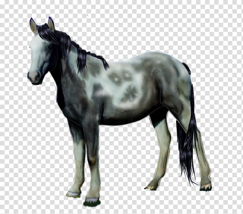 Horse, Drawing, Mare, Colt, Canter And Gallop, Mane, Animal, Equus transparent background PNG clipart