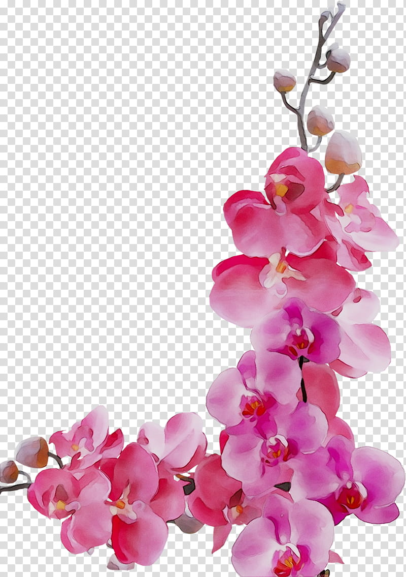 Cherry Blossom, Flower, Floral Design, Common Sunflower, Moth Orchids, Sympathy, Love, Grief transparent background PNG clipart