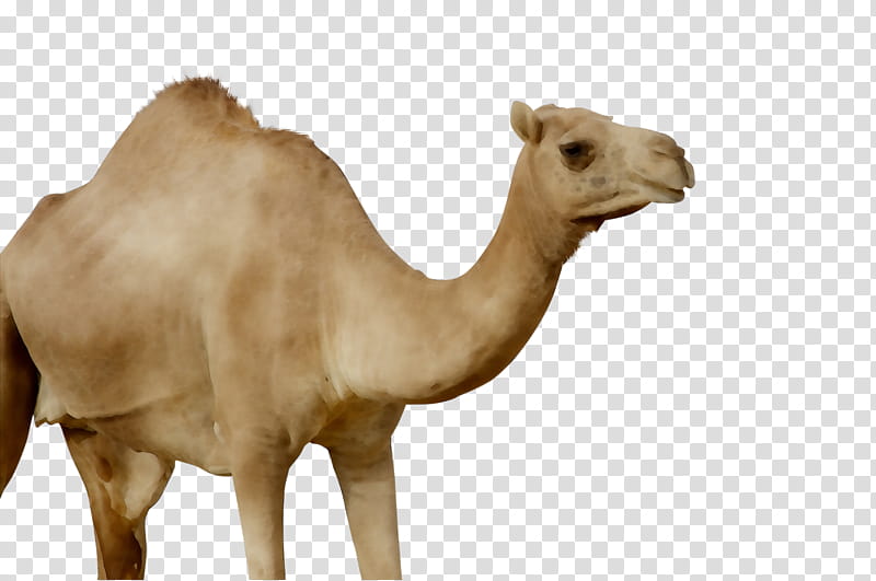 Animal, Dromedary, Snout, Camel, Wildlife, Camelid, Arabian Camel, Animal Figure transparent background PNG clipart