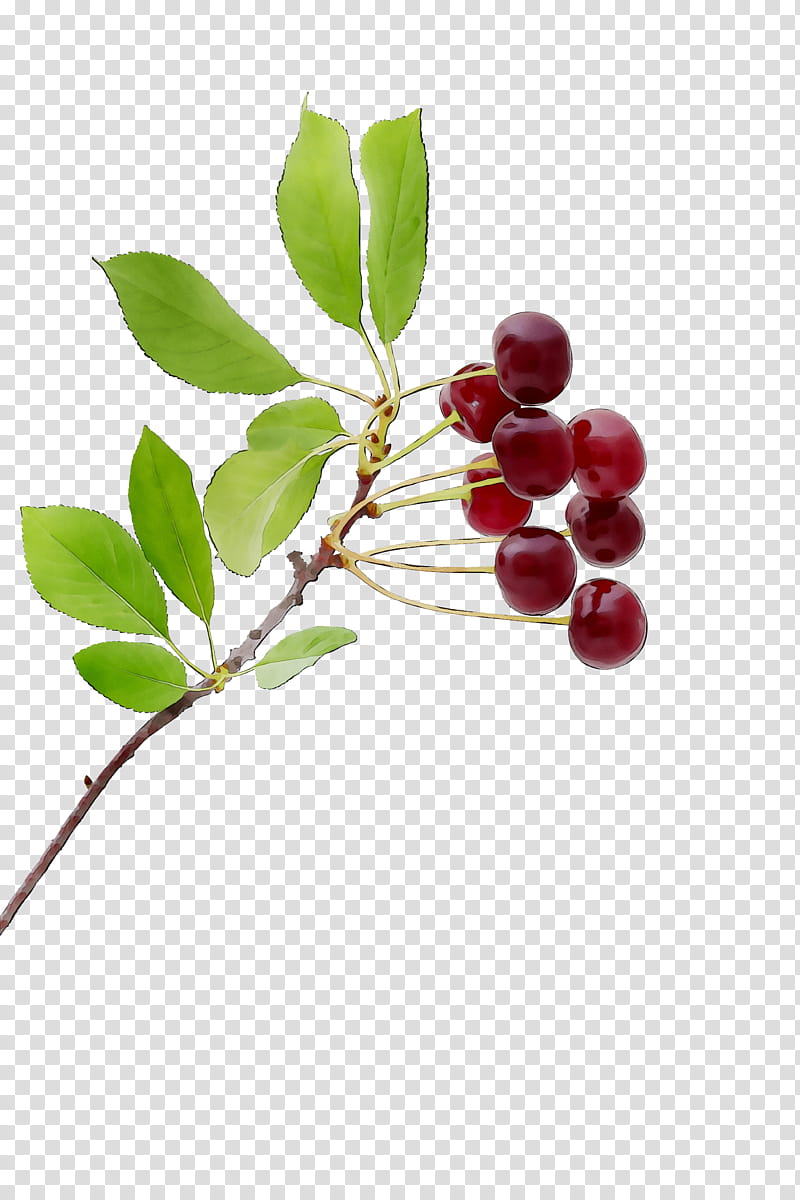 Family Tree, Lingonberry, Kona Coffee, Chokeberry, Pink Peppercorn, Holly, Cranberry, Fiveflavor Berry transparent background PNG clipart
