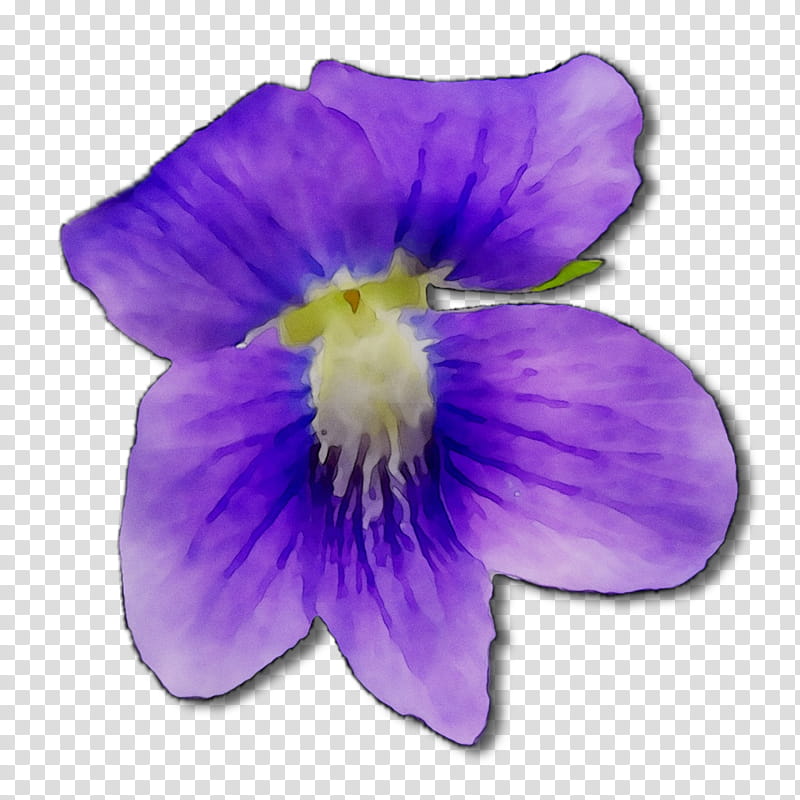 Blue Flower, Pansy, Petal, Violet, Purple, Plant, VIOLA, Violet Family transparent background PNG clipart