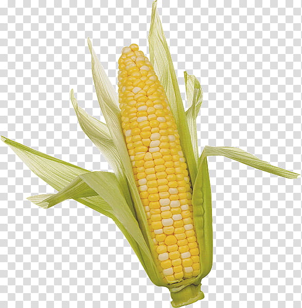veggies, yellow corn illustration transparent background PNG clipart