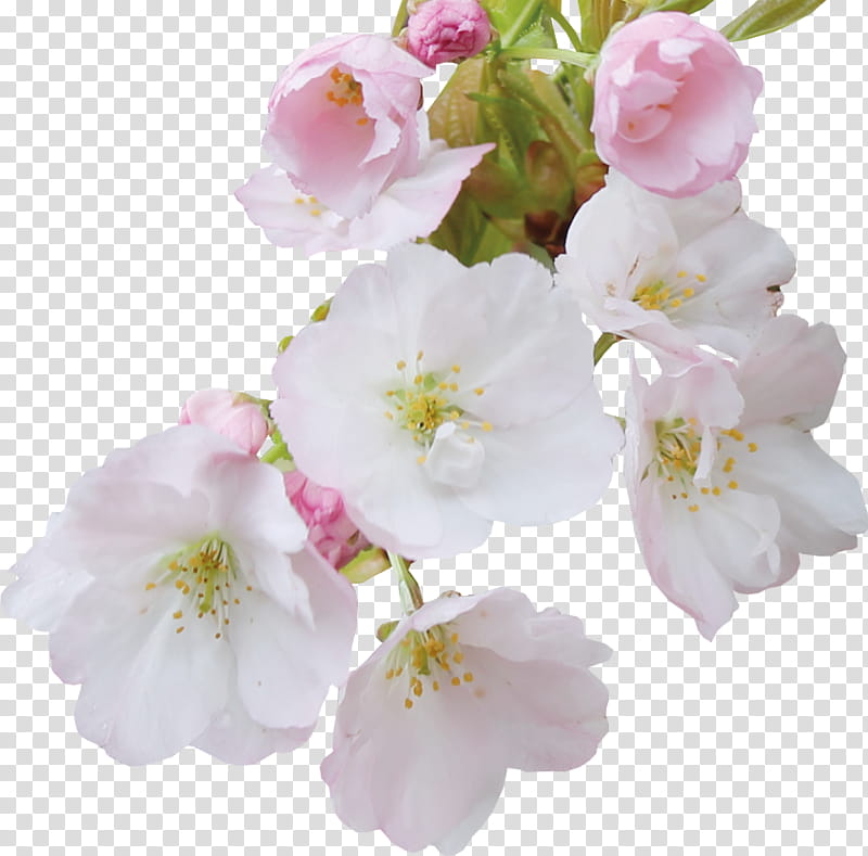 Rose Flower Drawing, Cherry Blossom, Cerasus, Petal, Cherries, Floral Design, Fruit, Sweet Cherry transparent background PNG clipart