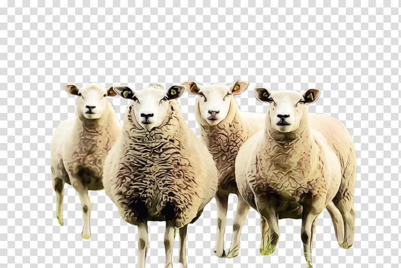 Eid Al Adha, Sheep, Lamb, Dhu AlHijjah, Eid Ul Adha, Snout, Meter, Animal transparent background PNG clipart