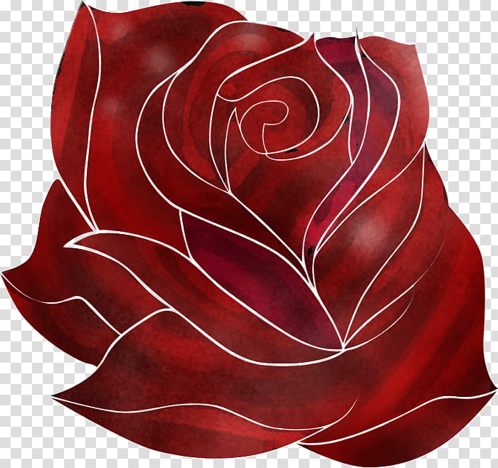 Rose, Red, Pink, Leaf, Maroon, Flower, Plant, Petal transparent background PNG clipart