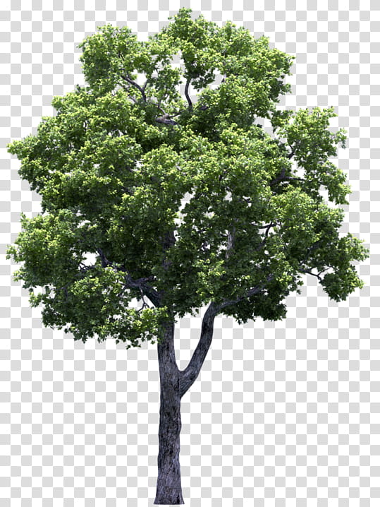 Oak Tree, Shrub, Plants, Woody Plant, White Poplar, Trunk, Shade Tree, Tulip Tree transparent background PNG clipart