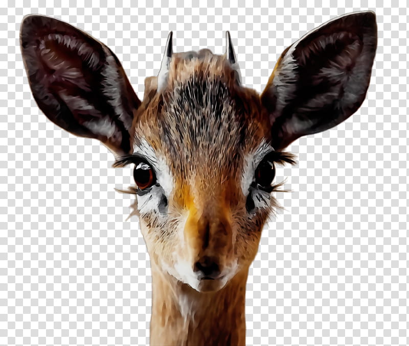 Watercolor Animal, Paint, Wet Ink, Dikdik, Antelope, Deer, Dog, Giraffe transparent background PNG clipart