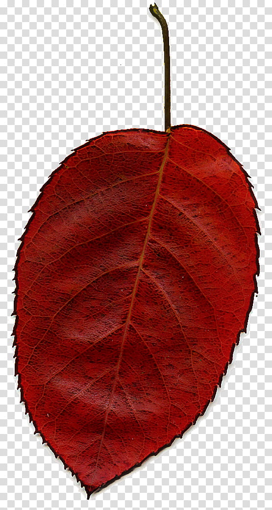 leaf red tree plant flower, Beech, Anthurium, Deciduous, Symmetry transparent background PNG clipart