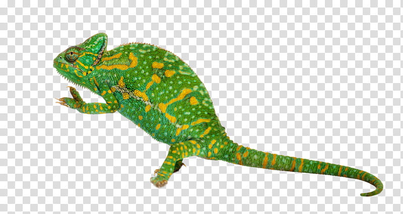 Reptiles , green and yellow chameleon transparent background PNG clipart