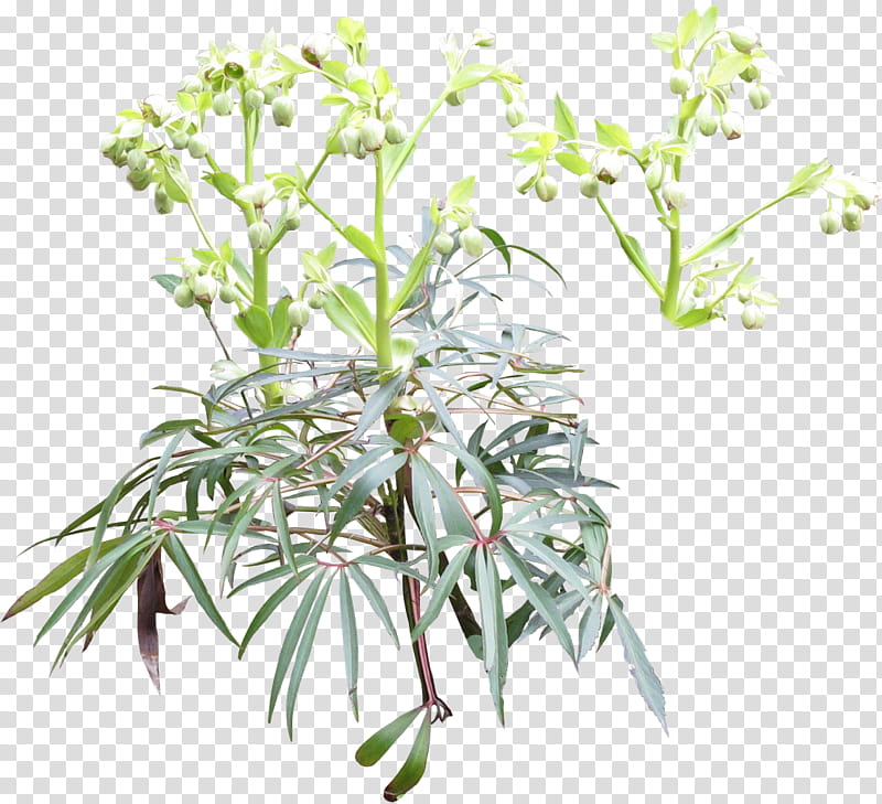 Hellebore detouree, green flower buds transparent background PNG clipart