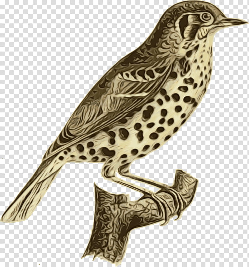 bird beak wood thrush brown thrasher peregrine falcon, Watercolor, Paint, Wet Ink, Cuckoo, Perching Bird, Finch, Falconiformes transparent background PNG clipart