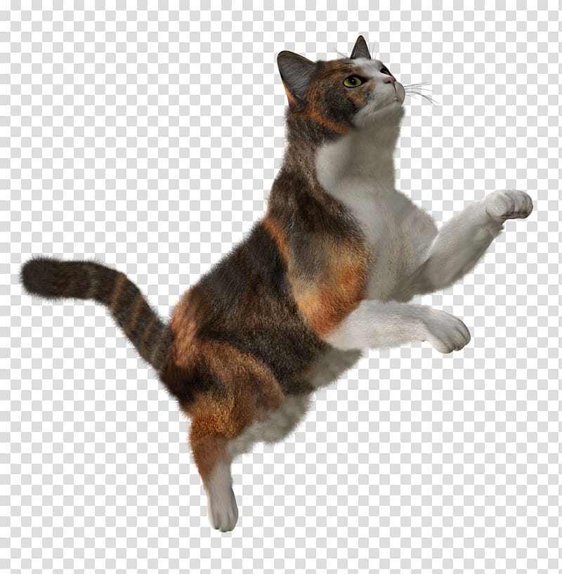 High Quality  Cats , brown and white cat transparent background PNG clipart