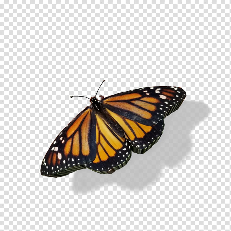 Monarch butterfly, Moths And Butterflies, Insect, Viceroy Butterfly, Brushfooted Butterfly, Pollinator, Cynthia Subgenus, Queen transparent background PNG clipart