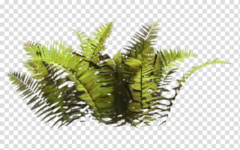 Plants, Tree, Terrestrial Plant, Fern, Vascular Plant, Leaf, Ostrich Fern, Ferns And Horsetails transparent background PNG clipart