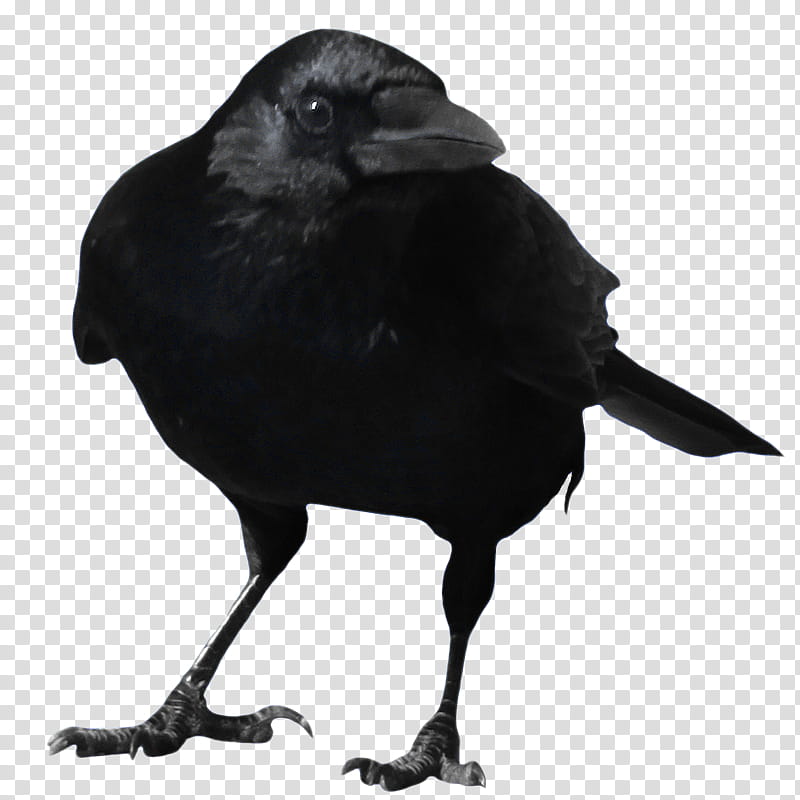 crow , black crow transparent background PNG clipart