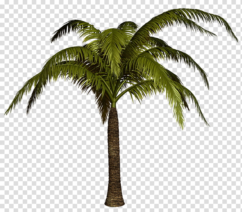 Coconut Tree Drawing, Palm Trees, Asian Palmyra Palm, Dypsis Decaryi, Babassu, Canary Island Date Palm, Plant, Woody Plant transparent background PNG clipart