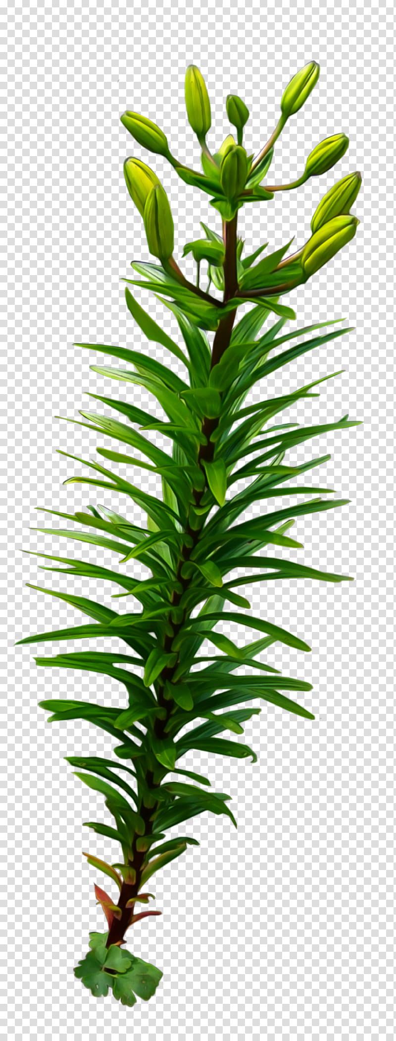 Long Leafy Plant, green leafed plant transparent background PNG clipart