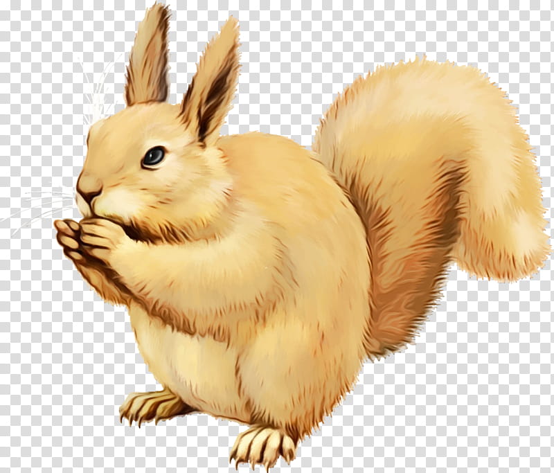 rabbit domestic rabbit rabbits and hares hare squirrel, Watercolor, Paint, Wet Ink, Animal Figure, Eurasian Red Squirrel, Tail transparent background PNG clipart
