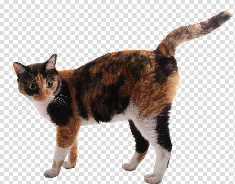 a Cat, brown and black calico cat transparent background PNG clipart