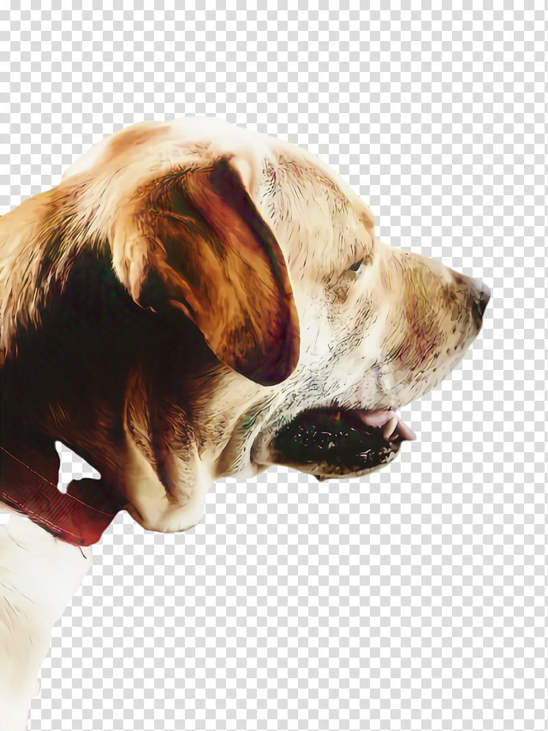 Cute Dog, Pet, Animal, Dog Breed, Puppy, English Foxhound, Companion Dog, Pug transparent background PNG clipart