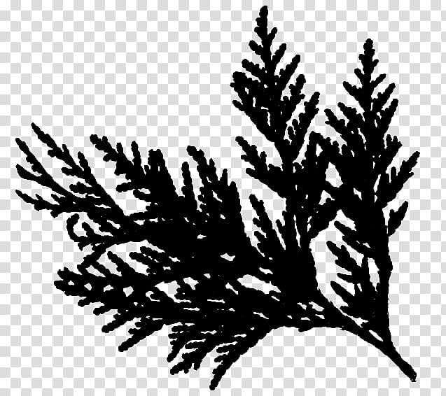 Family Tree, Twig, Cedar, Pine, Fir, Spruce, Cedar Wood, Perfume transparent background PNG clipart