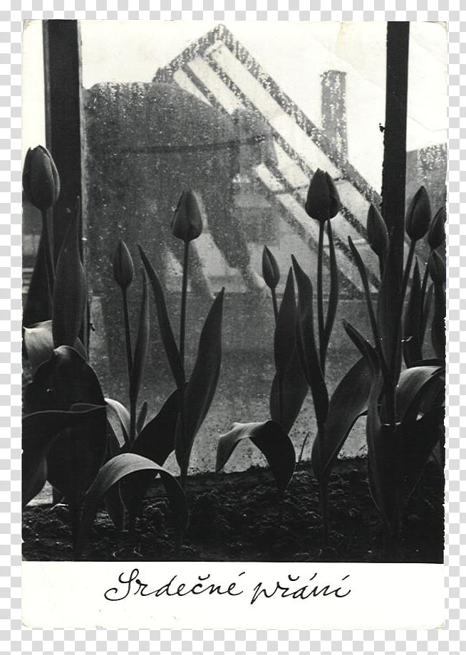SET Postcards part, grayscale graphy of garden of tulip buds transparent background PNG clipart