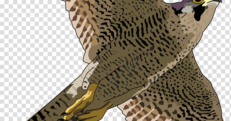 Bird, Peregrine Falcon, Hawk, Prairie Falcon, Eagle, Bird Of Prey, Wildlife, Beak transparent background PNG clipart