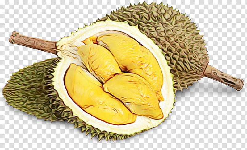 Family Tree, Durian, Superfood, Cempedak, Artocarpus, Fruit, Jackfruit, Artocarpus Odoratissimus transparent background PNG clipart