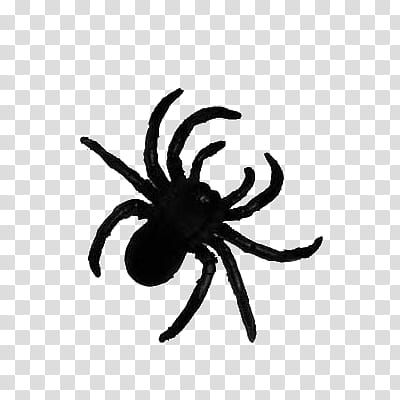 black tarantula illustration transparent background PNG clipart
