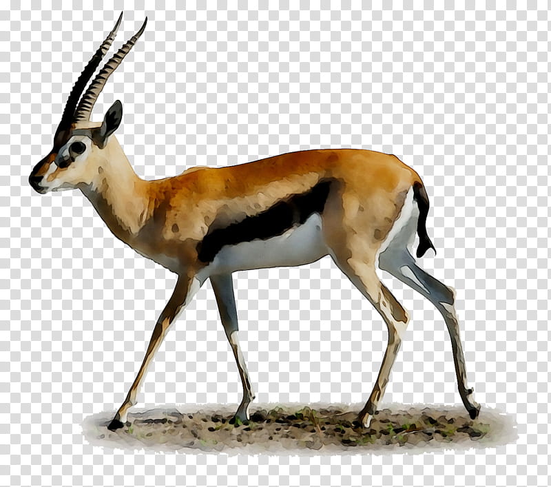 Springbok Antelope, Impala, Gazelle, Moschus, Animal, Deer, Gazelle M, Musk transparent background PNG clipart
